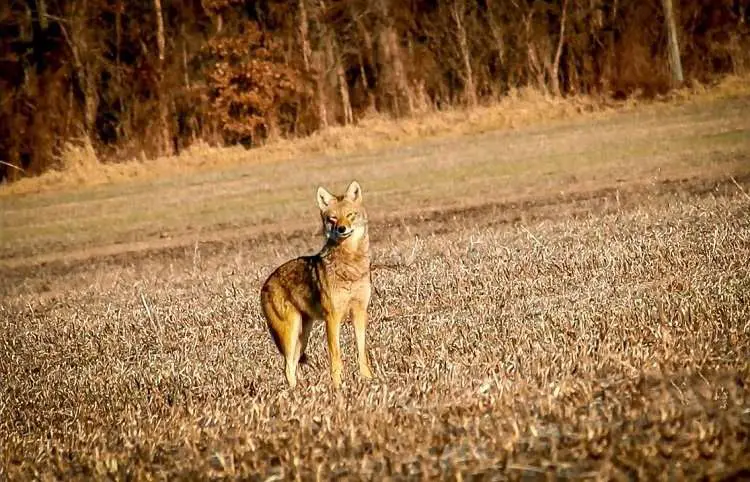 Coyote Standing On Field