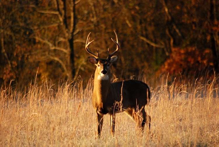 Deer Standing On Field