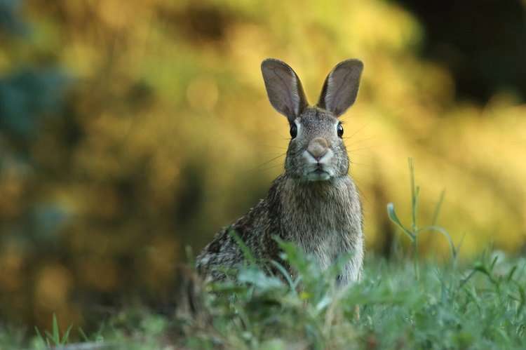 Rabbit Standing On Field