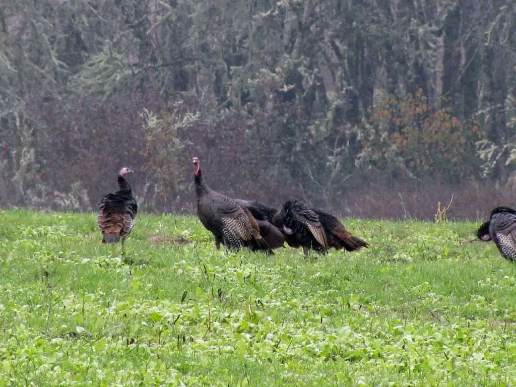 turkey hunting 
