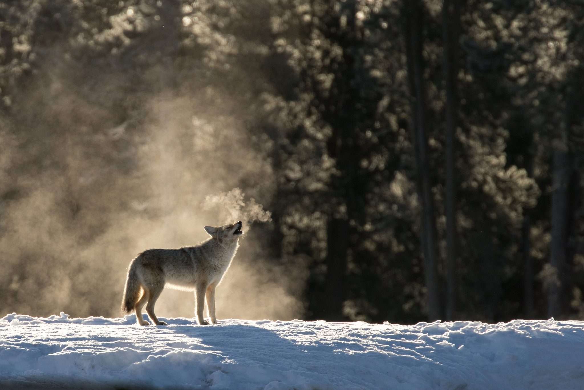 Best Light for Coyote Hunting at Night [2024 Review] Reload Your Gear