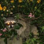 5 Best Raccoon Hunting Lights [2022 Review]
