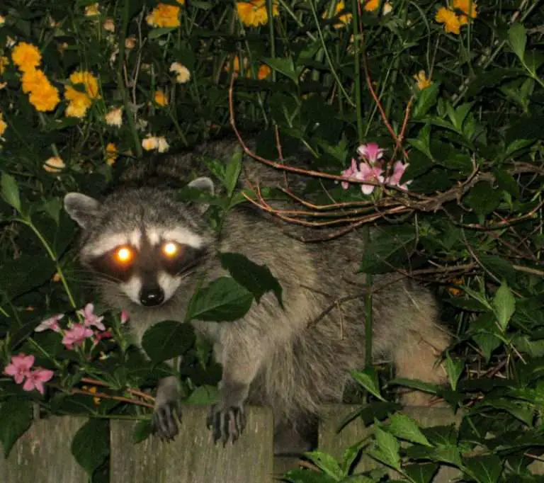 5 Best Raccoon Hunting Lights [2024 Review] Reload Your Gear