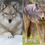 How To Tell A Wolf From A Coyote