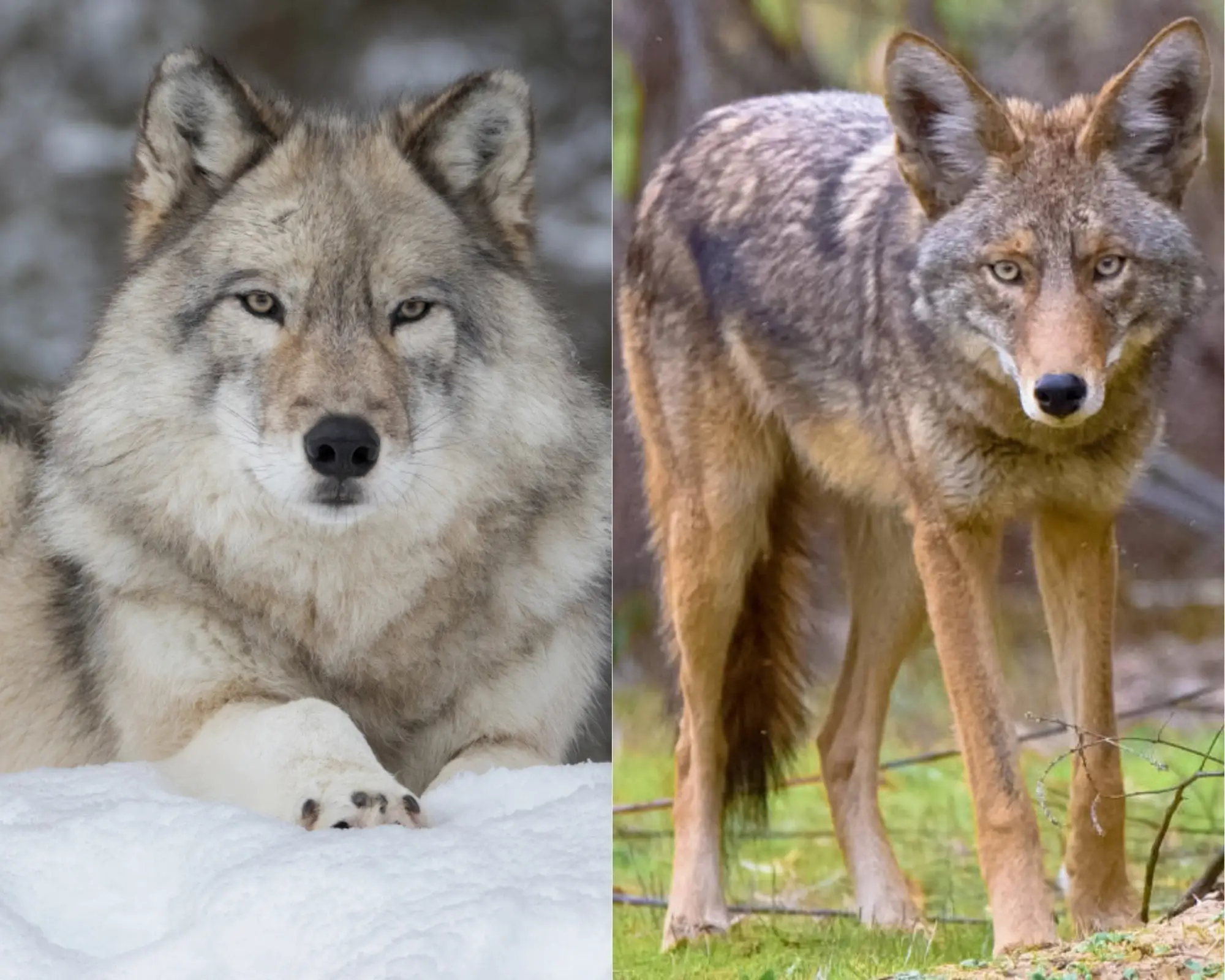How To Tell A Wolf From A Coyote | Reload Your Gear