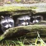 How Many Babies Can a Raccoon Have?