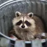 8 Easy Ideas: How to Scare a Raccoon