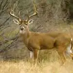 11 Whitetail Deer Sounds: Learn to Imitate and Understand Deer Calls