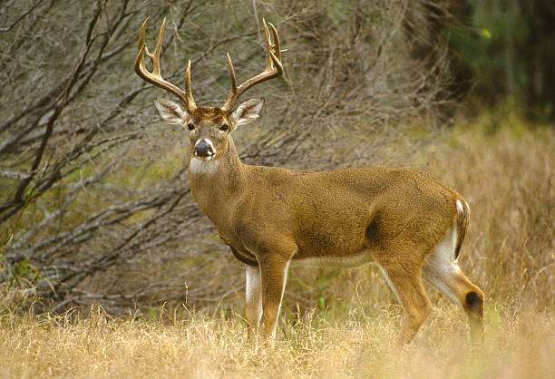 whitetail deer buck