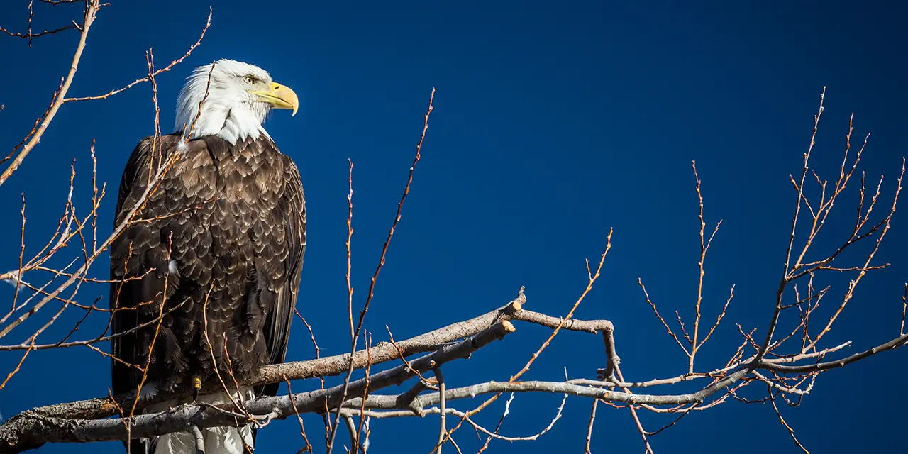 When Does a Bald Eagle's Head Turn White? Reload Your Gear