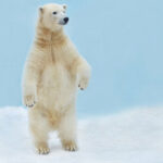 How Tall is a Polar Bear on its Hind Legs?